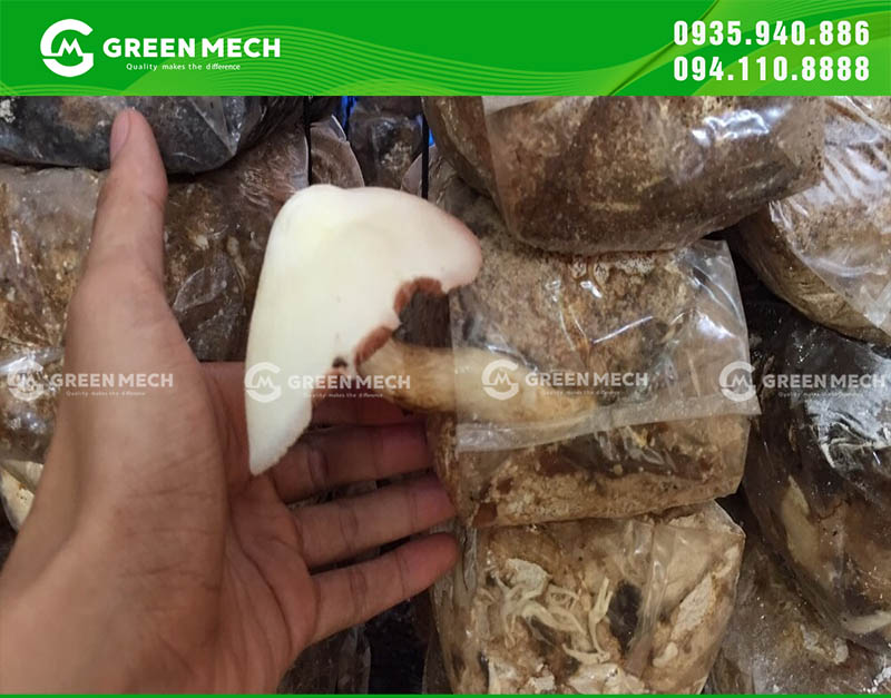 Nấm rơm được trồng trong nhà, sử dụng mùn cưa để ủ nấm