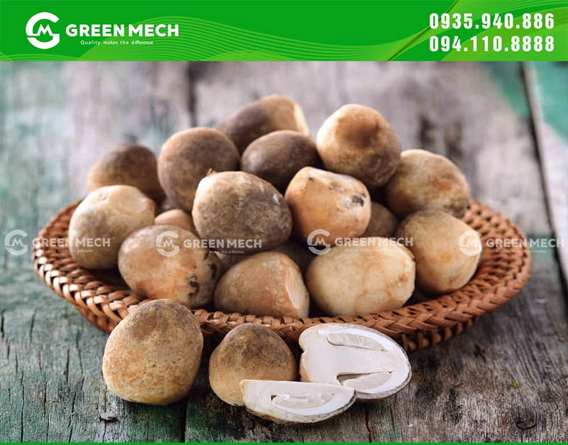 Nấm rơm khi thu hoạch